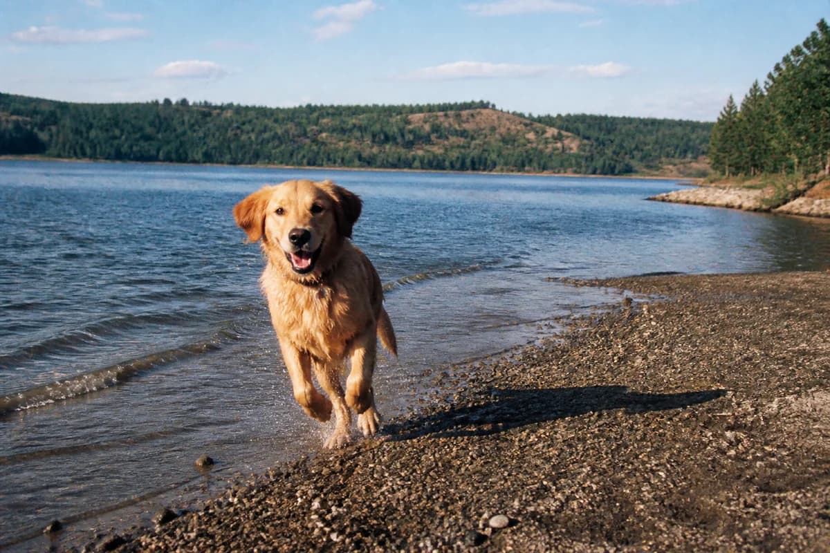 Dog on a beach casting a defined shadow across the pebbles